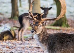 1st_ 2nd_Day_Open_Season_Nov_2024